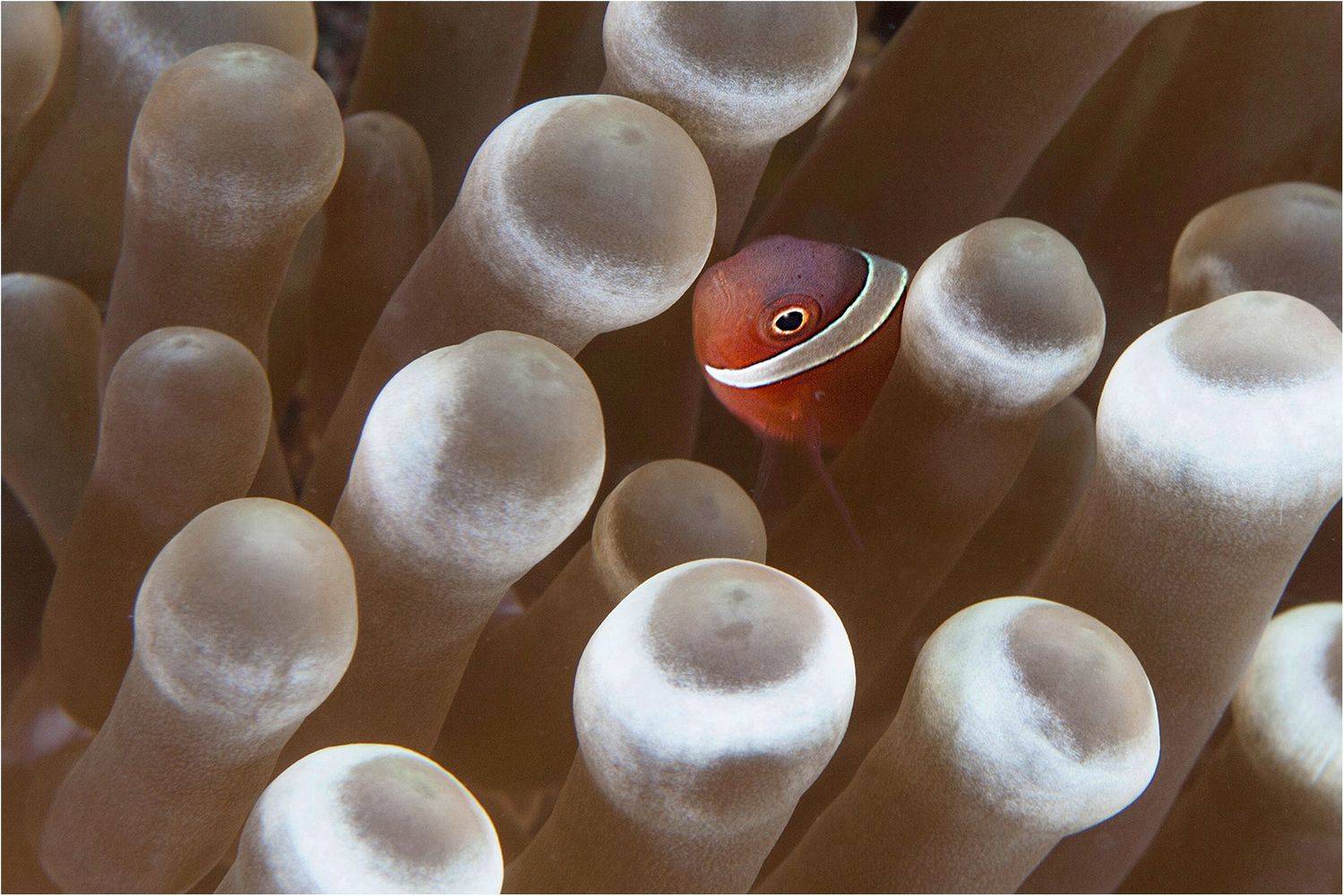 филиппины, негрос, амфиприон, дайвинг, макро, Сергей Гаспарян