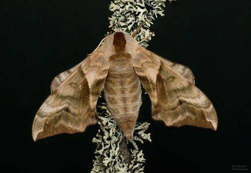 Бражник Глазчатый