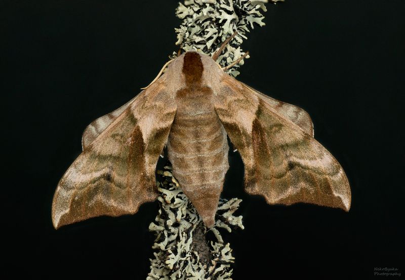 Бражник Глазчатый фото превью