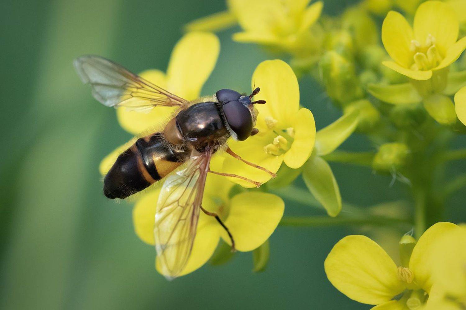 макро, муха, fly, macro, Хилько Марина
