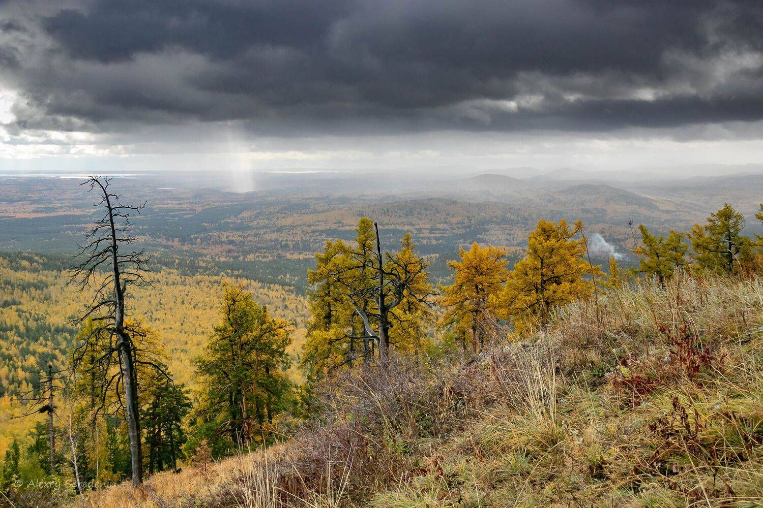 , Алексей Середенин