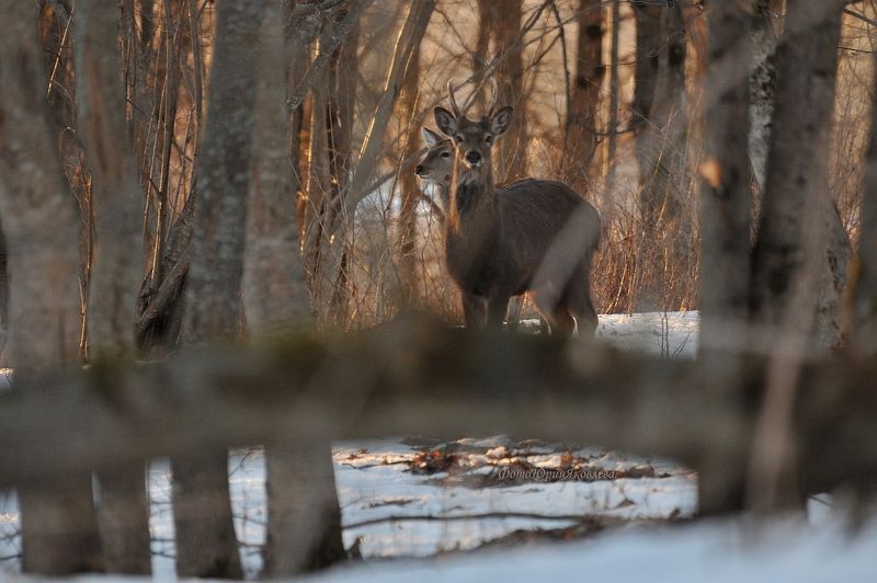 россия.псковская область.лес.природа.животные.олени.весна. В весенним лесу. фото превью