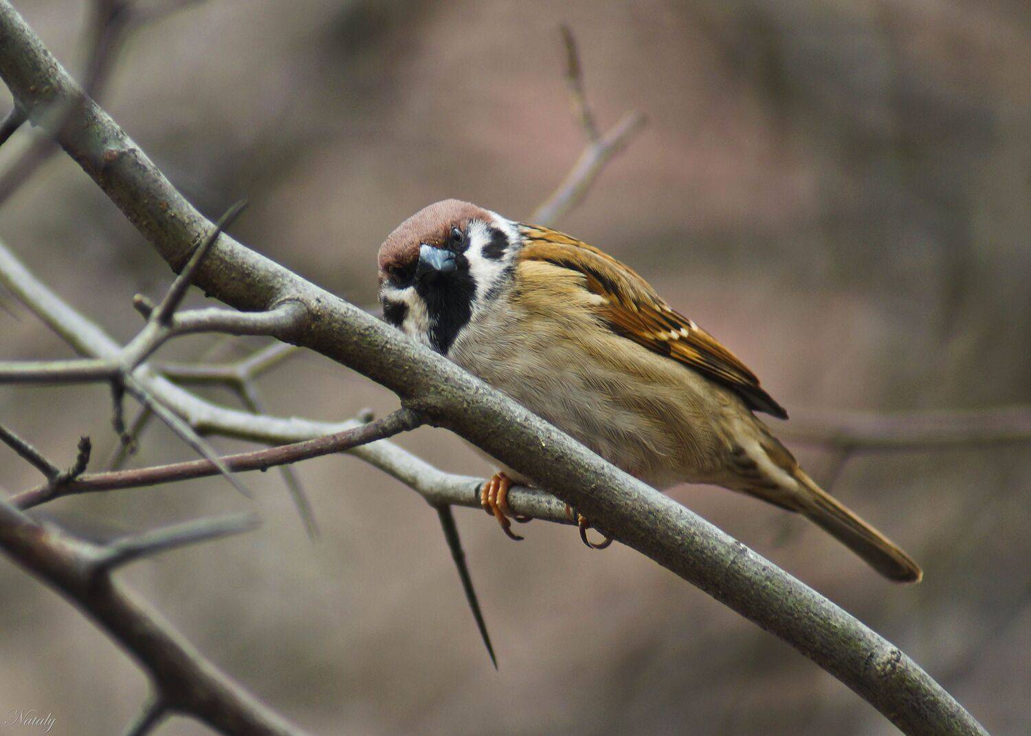 , Екимова Наталья