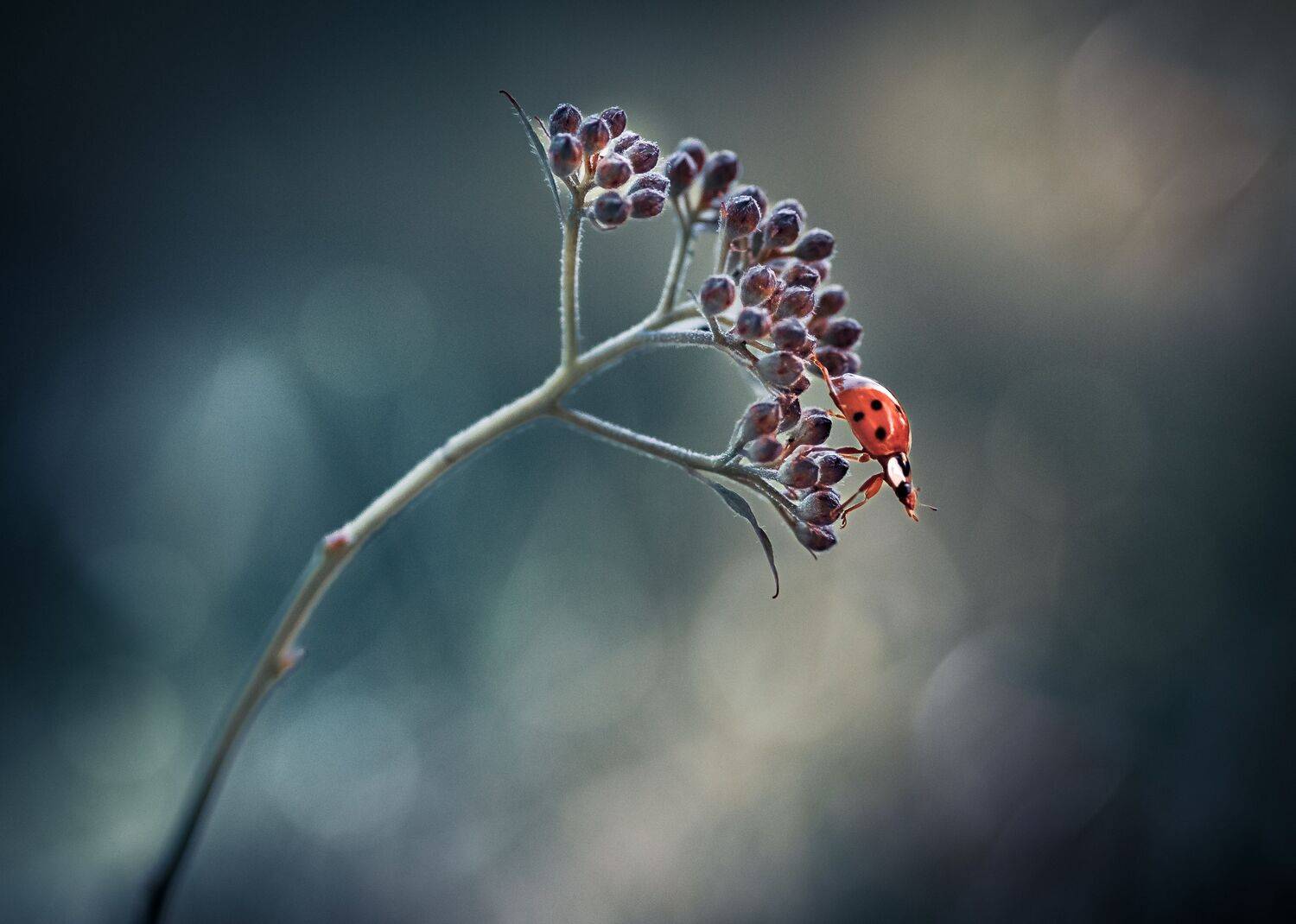 ladybug, beetle, insect, flower, macro, bugs, ladybird,, Atul Saluja
