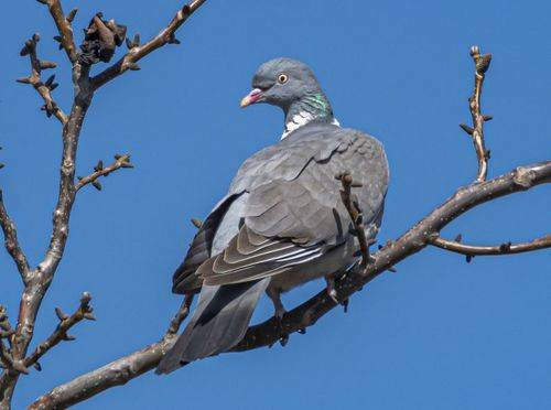 Лесной голубь, он же вяхирь, он же витютень