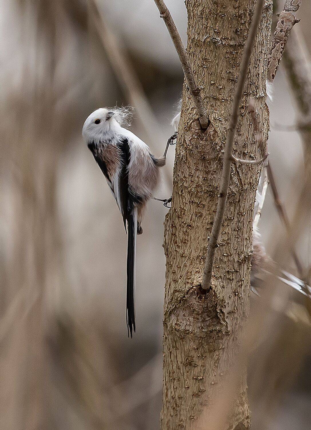 , Александр Широких
