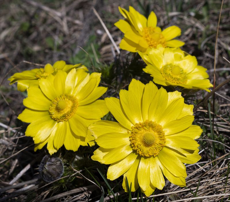 адонис, горицвет, весна, цветы, кисловодск Адонис весенний или горицвет фото превью