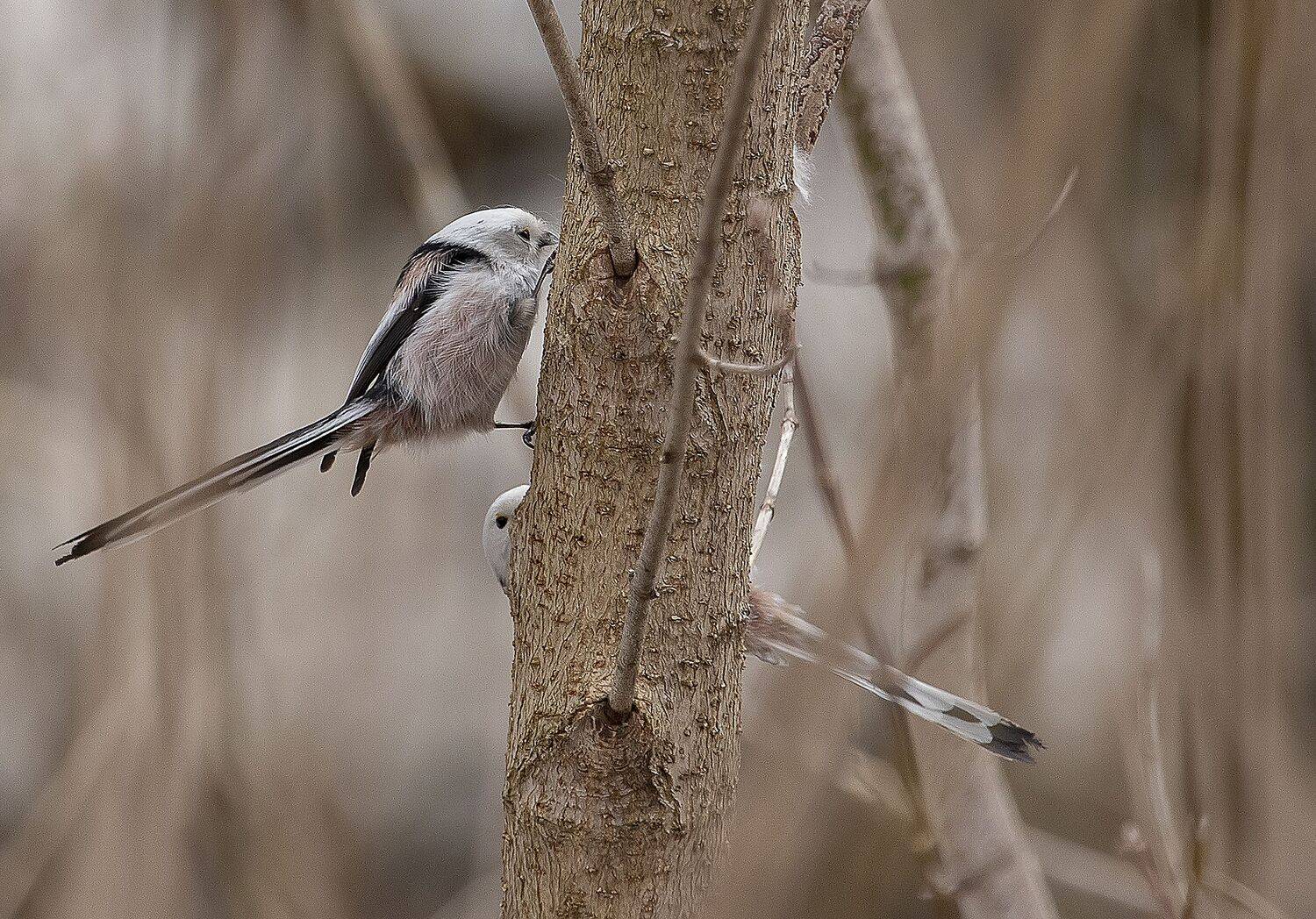 , Александр Широких