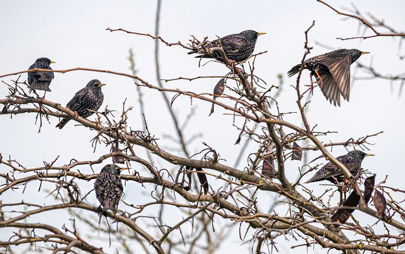 скворцы, скворец, крым, опукский заповедник, птицы Скворцы фото превью