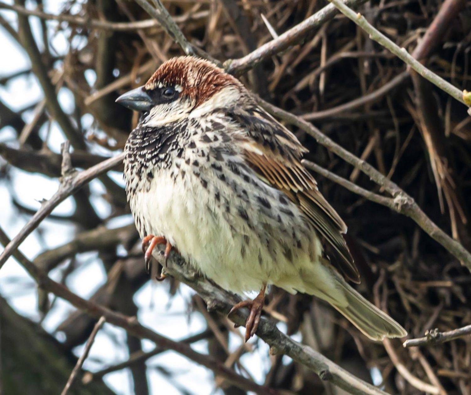 испанский воробей, воробей, крым, опукский заповедник, птицы, Савчук Сергей