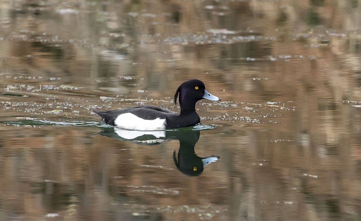 , Александр Широких