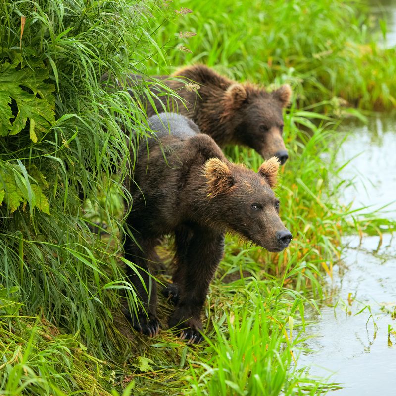 камчатка, курильское озеро, медведь, kamchatka, lake kurilskoe, bear Братишки фото превью