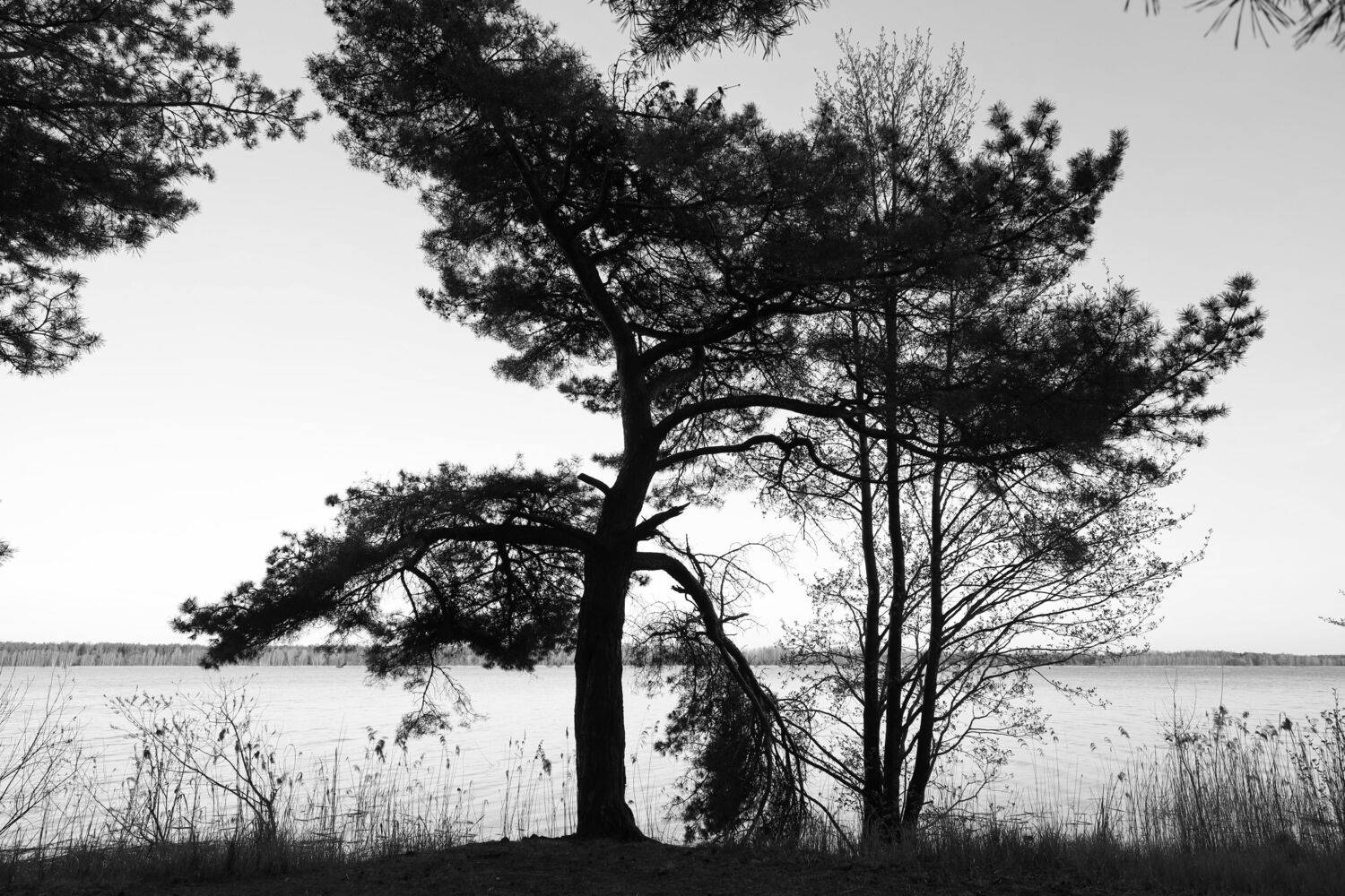 , Колосова Елена