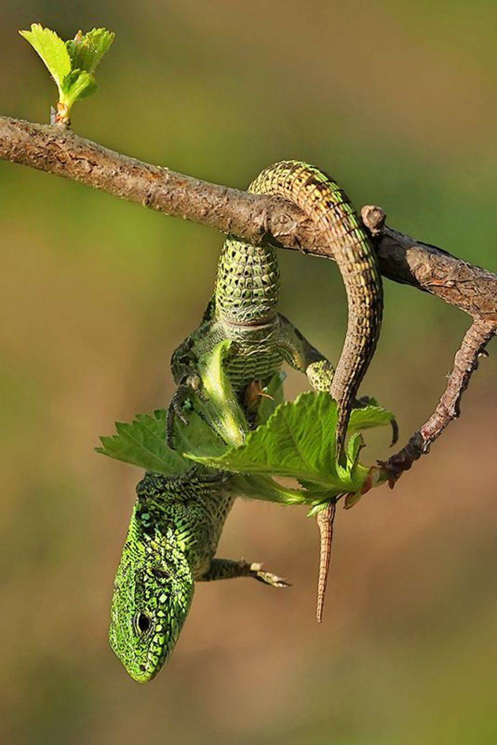 природа, весна, ящерица, Sokolova Tatiana