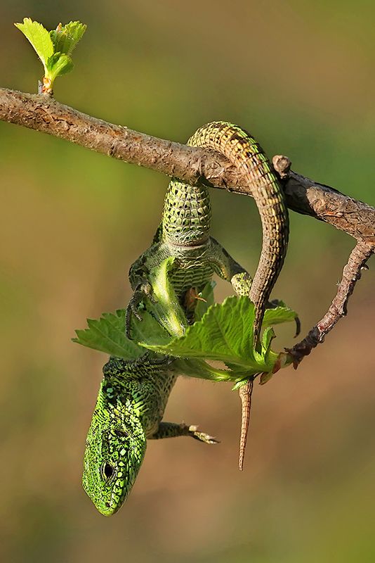 природа, весна, ящерица Весеннее настроение фото превью