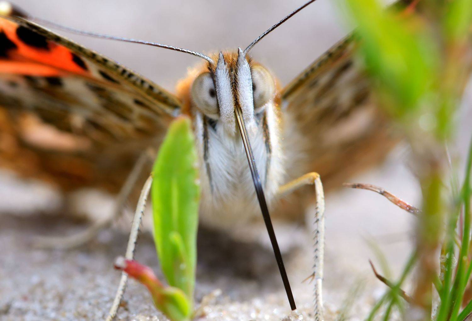 репейница, vanessa cardui, нимфалиды, nymphalidae, бабочка, рапира, Павел Черенков