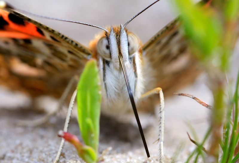 репейница, vanessa cardui, нимфалиды, nymphalidae, бабочка, рапира Рапира фото превью