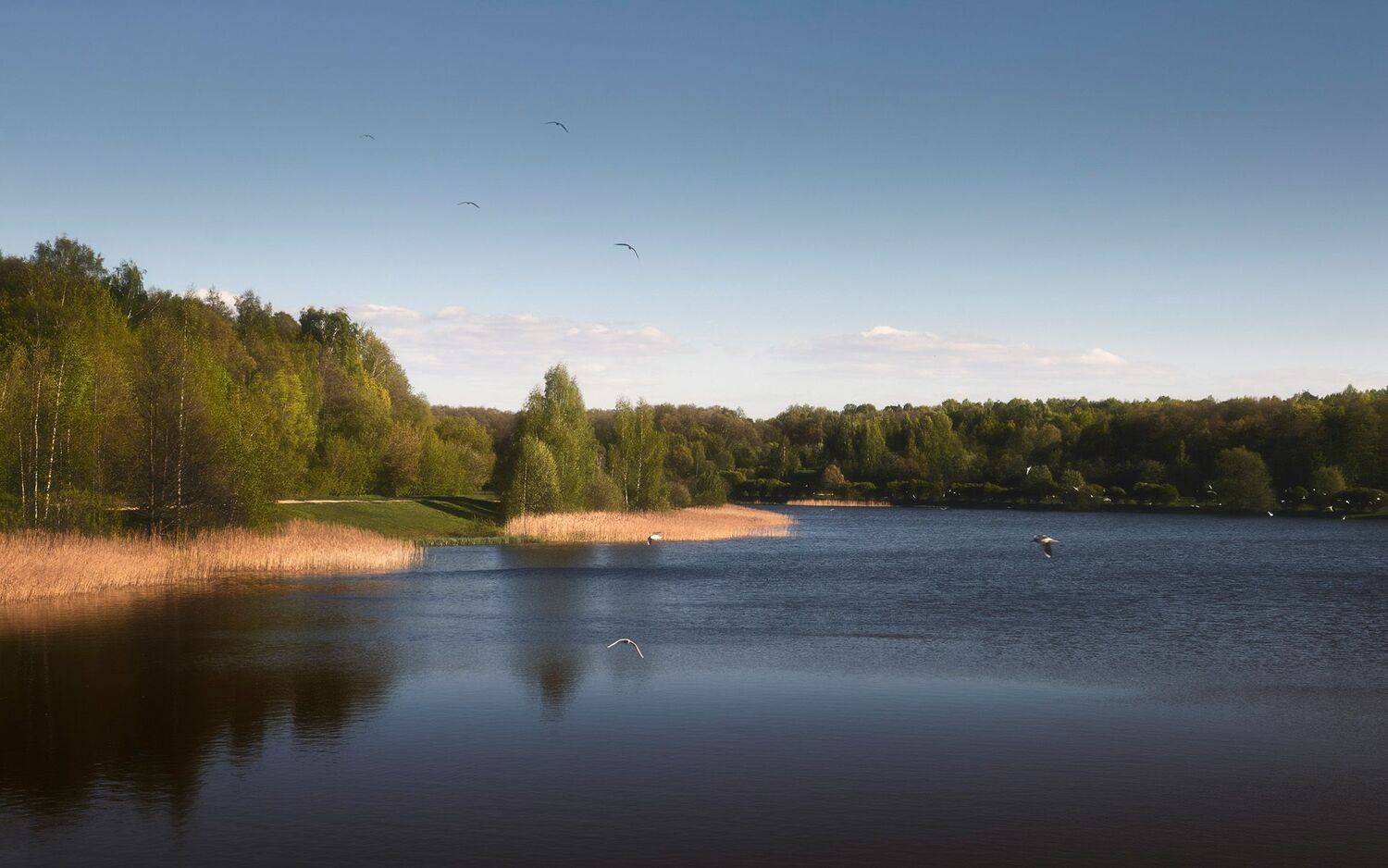 лес, лето, деревья, пейзаж, река, Валерий Вождаев