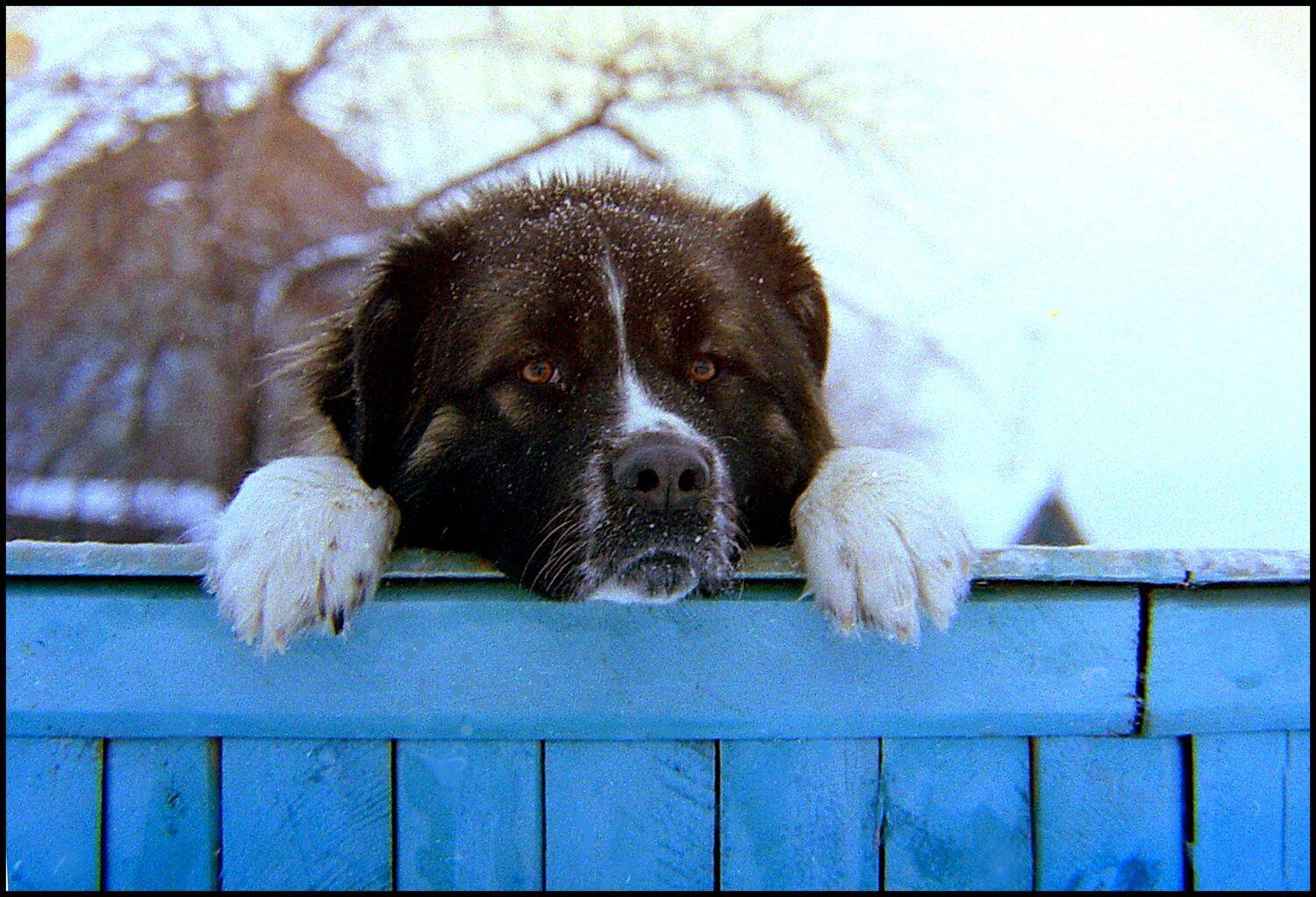 , Меднов Влад