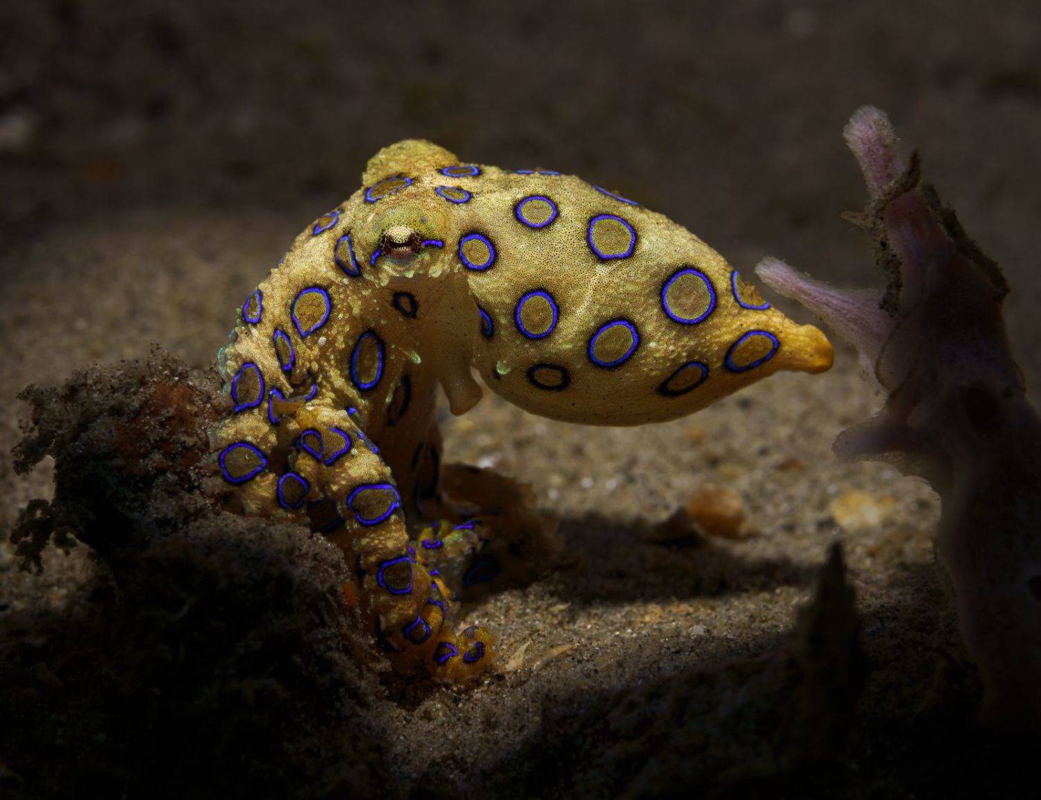 , Савин Андрей