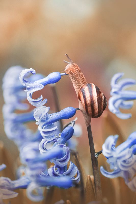 snail, macro, hyacinth, flower, close up, улитка, цветок, макро Здраствуй! фото превью