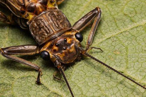 Paragnetina immarginata