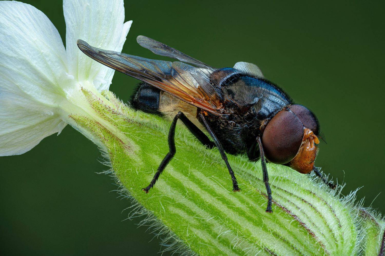 , Антон Финевич