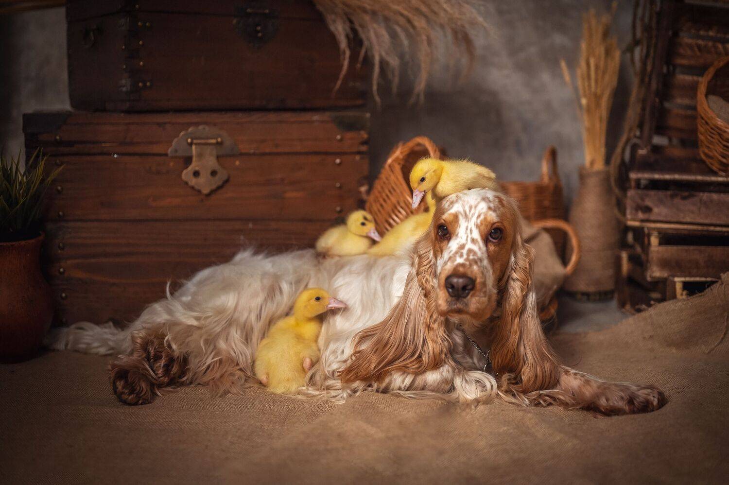 , Елена Савченкова