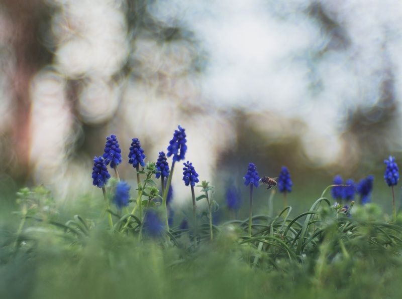 Мускари. фото превью