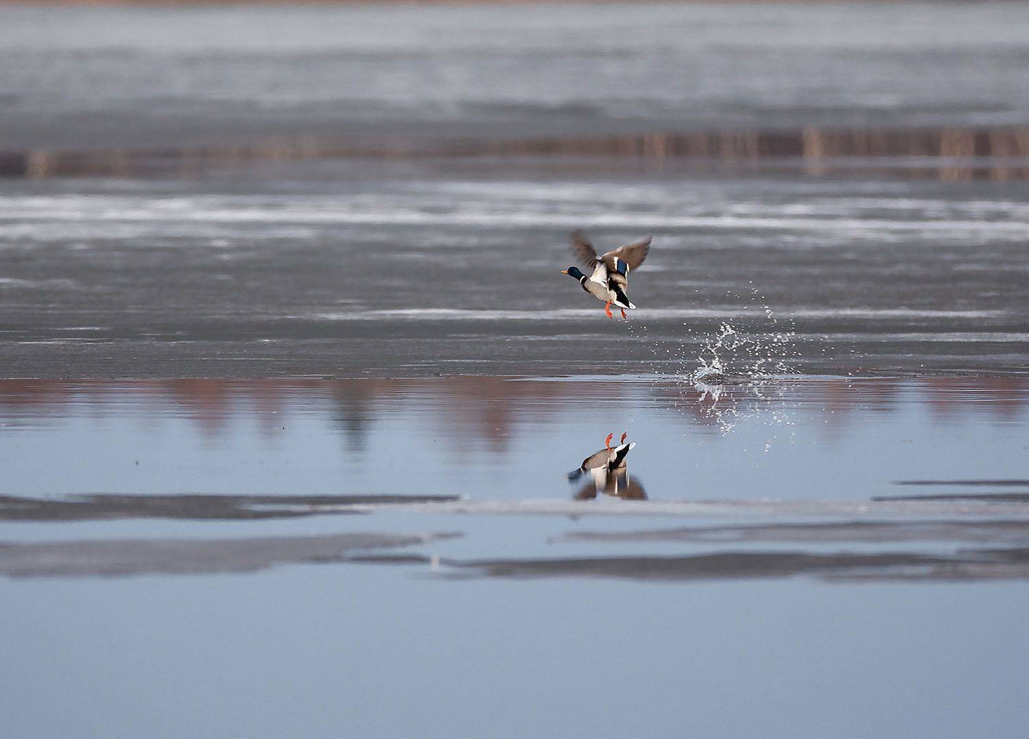 селезень,весна, водоём, природа, duck, spring, nature, Стукалова Юлия