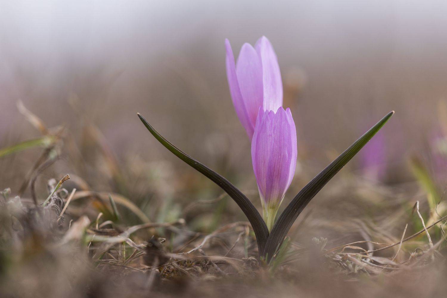 , Илья Михеев