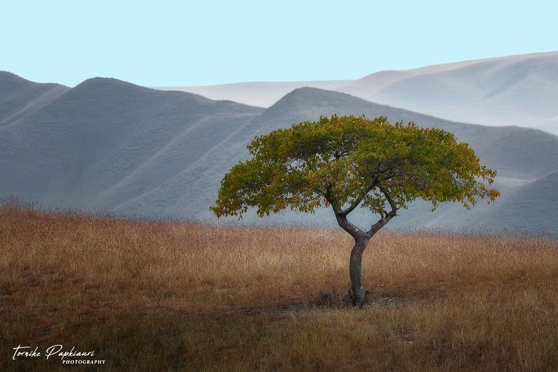 landscape, georgia, tree Одинокое дерево фото превью