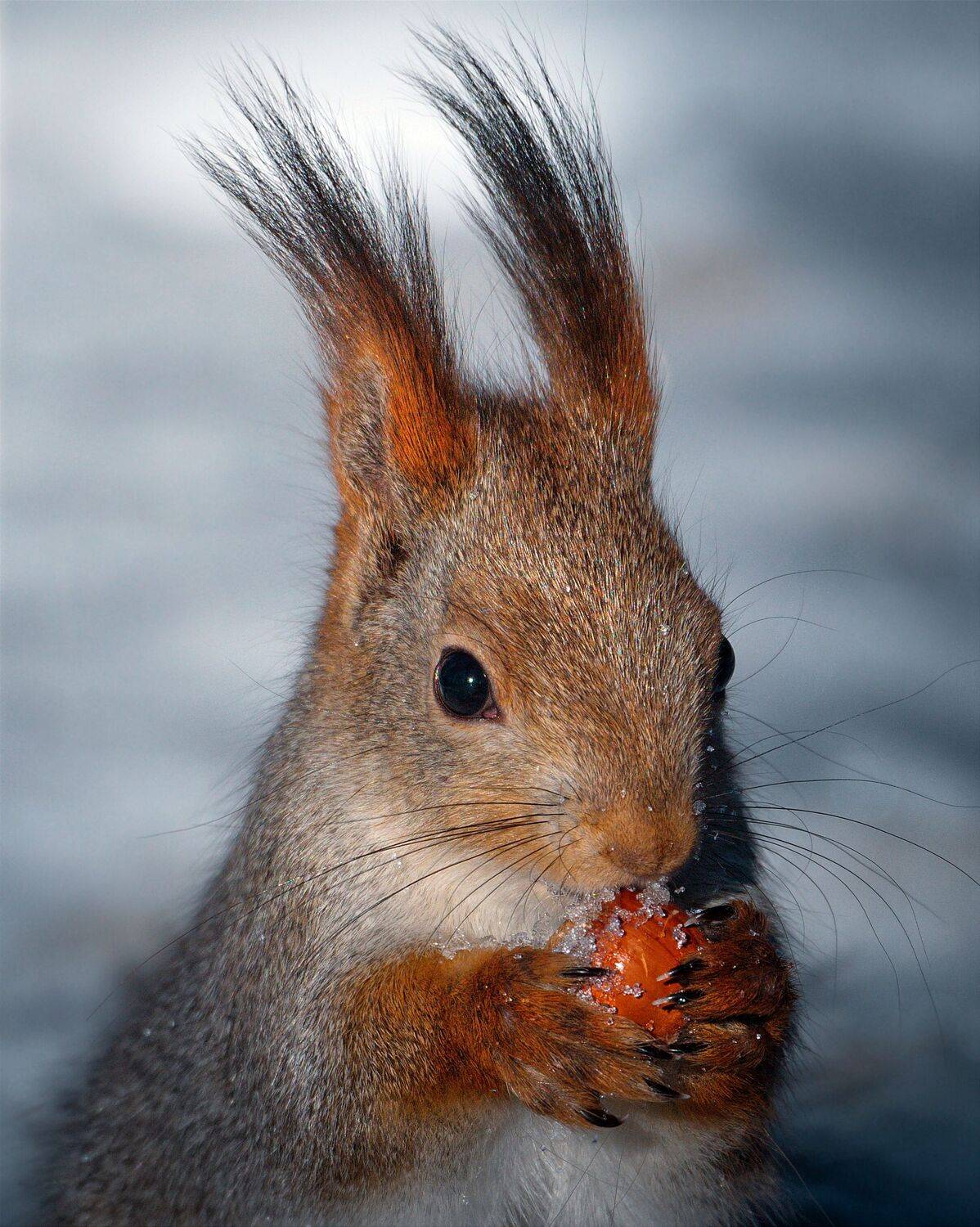 Белка, Лосиныйостров, nikon, , Никон Александр