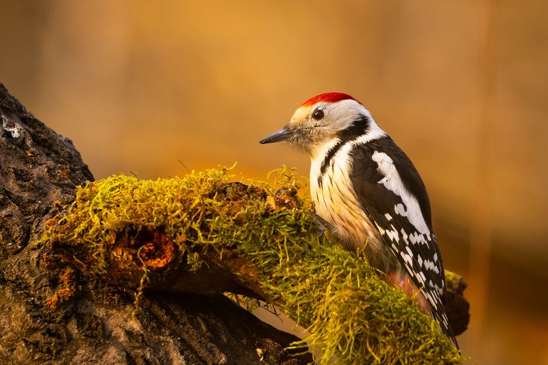 Woodpecker фото превью