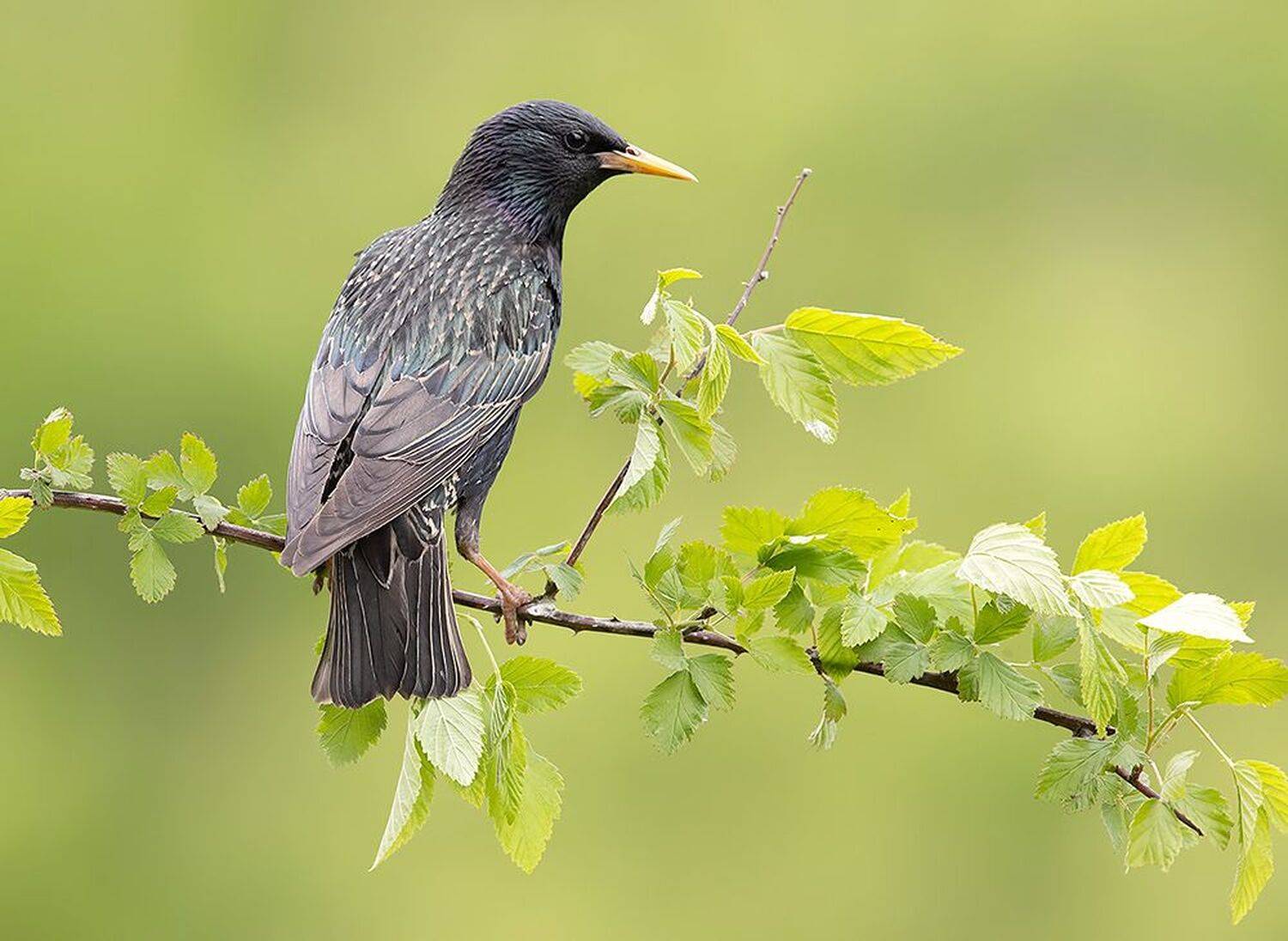 cкворец, european starling,  starling, весна, Etkind Elizabeth