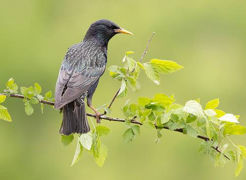 European Starling - Обыкновенный скворец