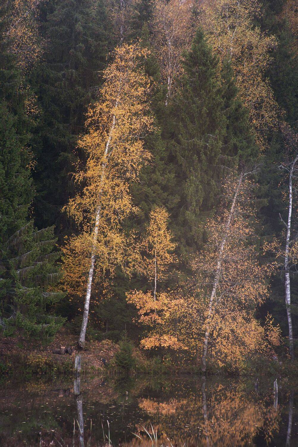 осень, хотьково, октябрь, золотая осень, Чавыкина Анастасия