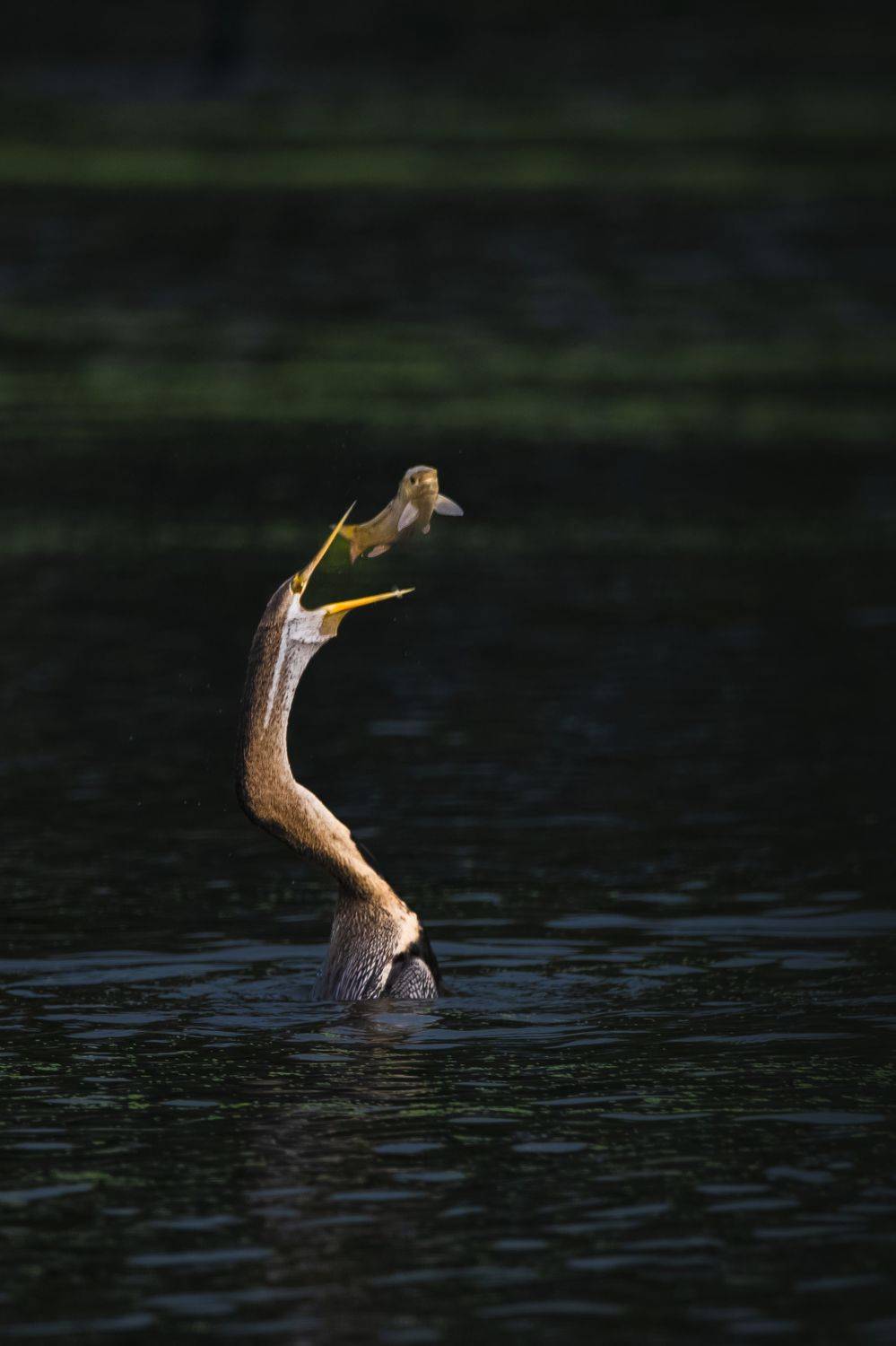 #birdphotography	 #birdsofinstagram	 #wildlifephotography	 #birds	 #naturephotography	 #bird	 #nature	 #wildlife	 #photography	 #birdwatching	 #natgeo	 #photooftheday	 #nikon	 #birding	 #naturelovers	 #canon	 #animals	 #birdlovers	 #travel	 #love	 #bestbi, Diganta Roy