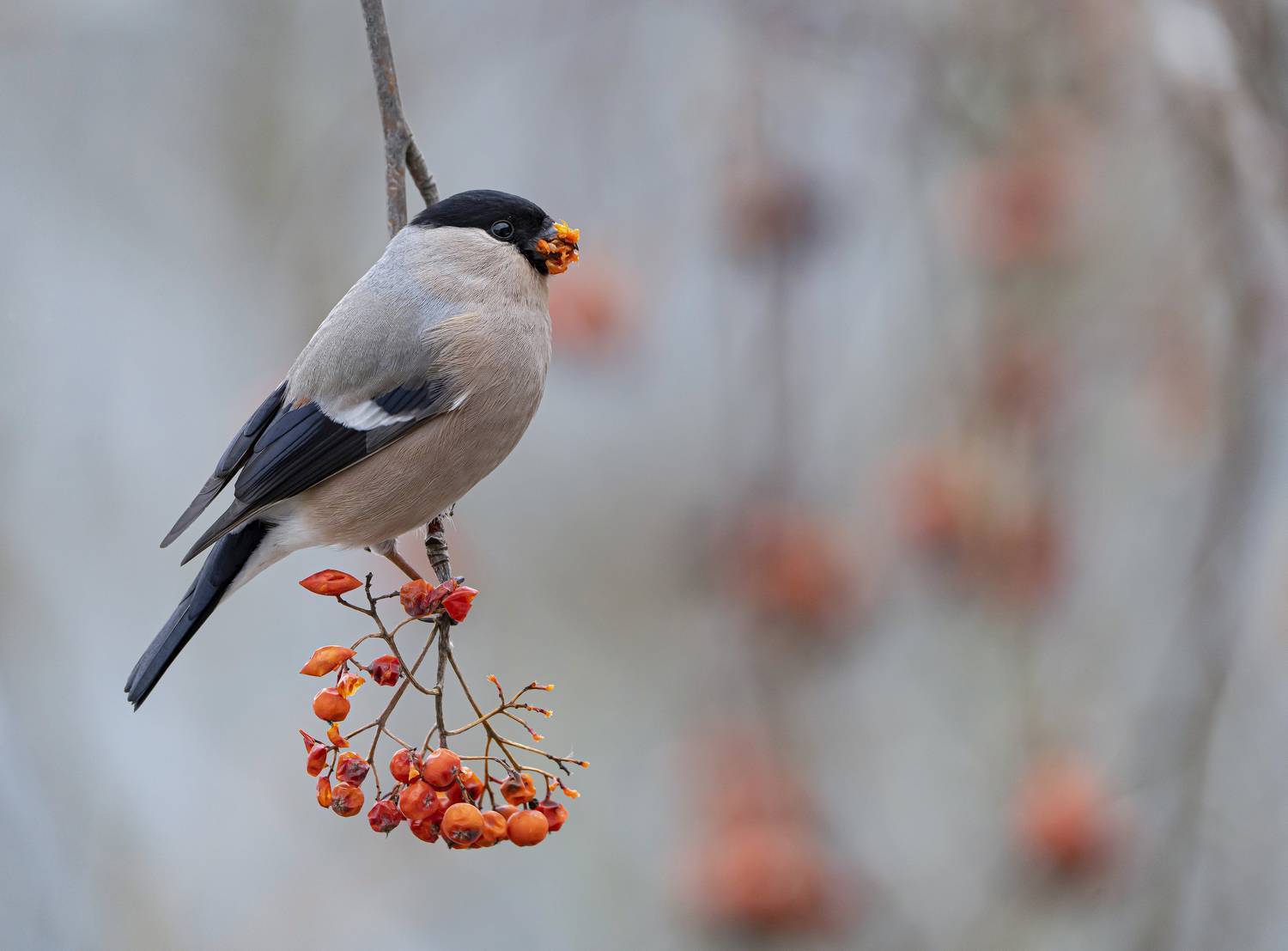 птицы,природа, весна, Андрей Киселёв