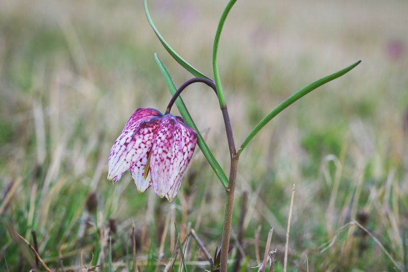 2022 фото превью