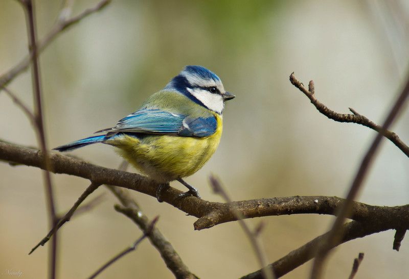 Лазоревка фото превью
