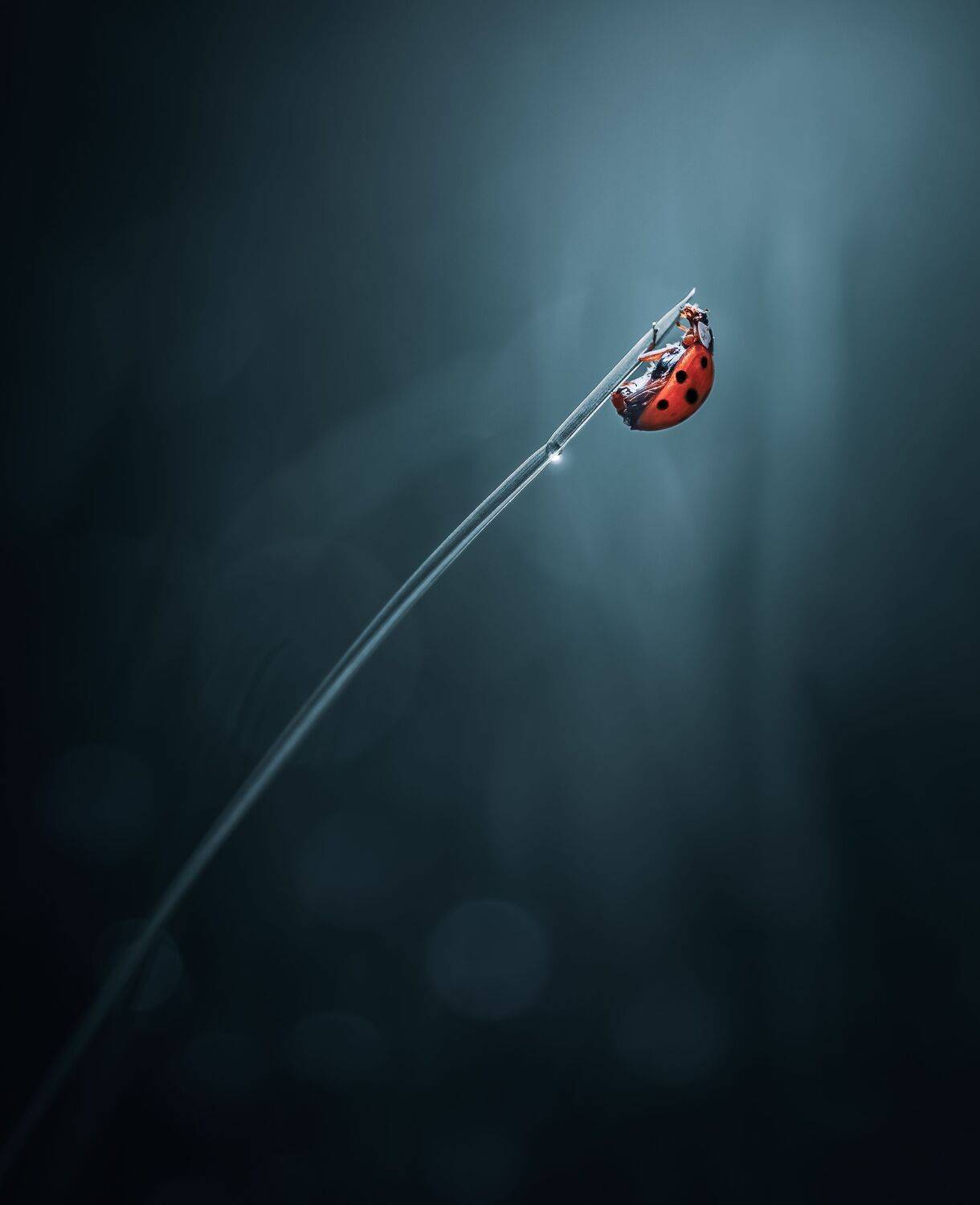 ladybug, beetle, insect, flower, macro, bugs, ladybird, grass, dusk, sunset, night, rain,, Atul Saluja