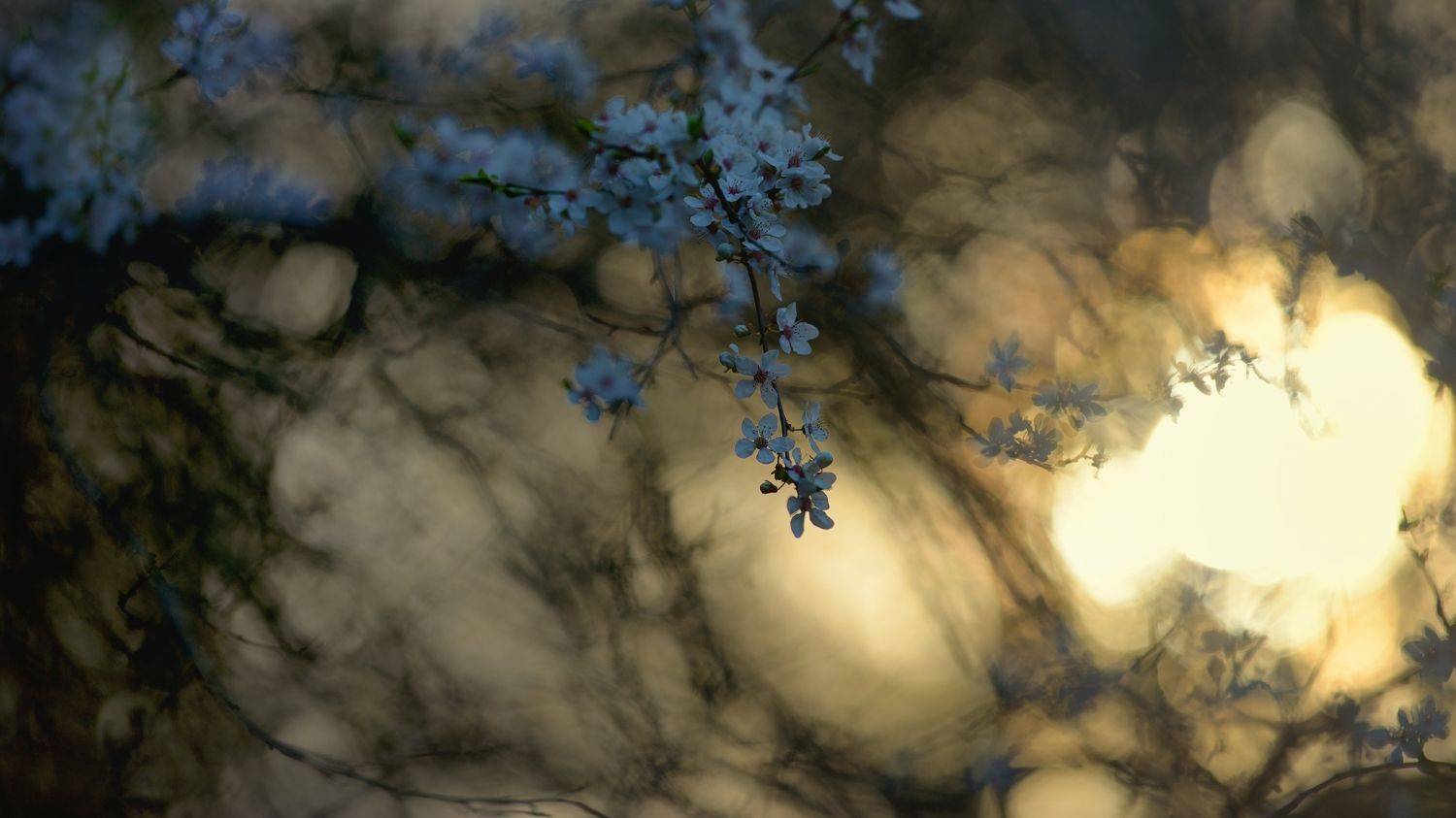 весна рассвет лес, Александр Жарников