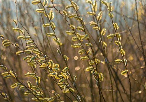 Апрельское пробуждение