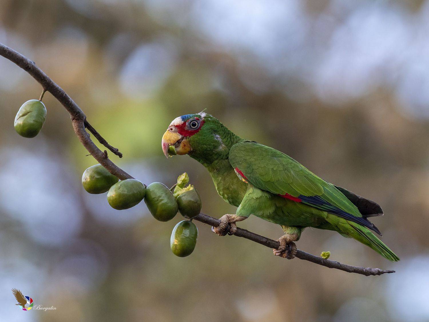 , Burgalin Sequeira Fernando