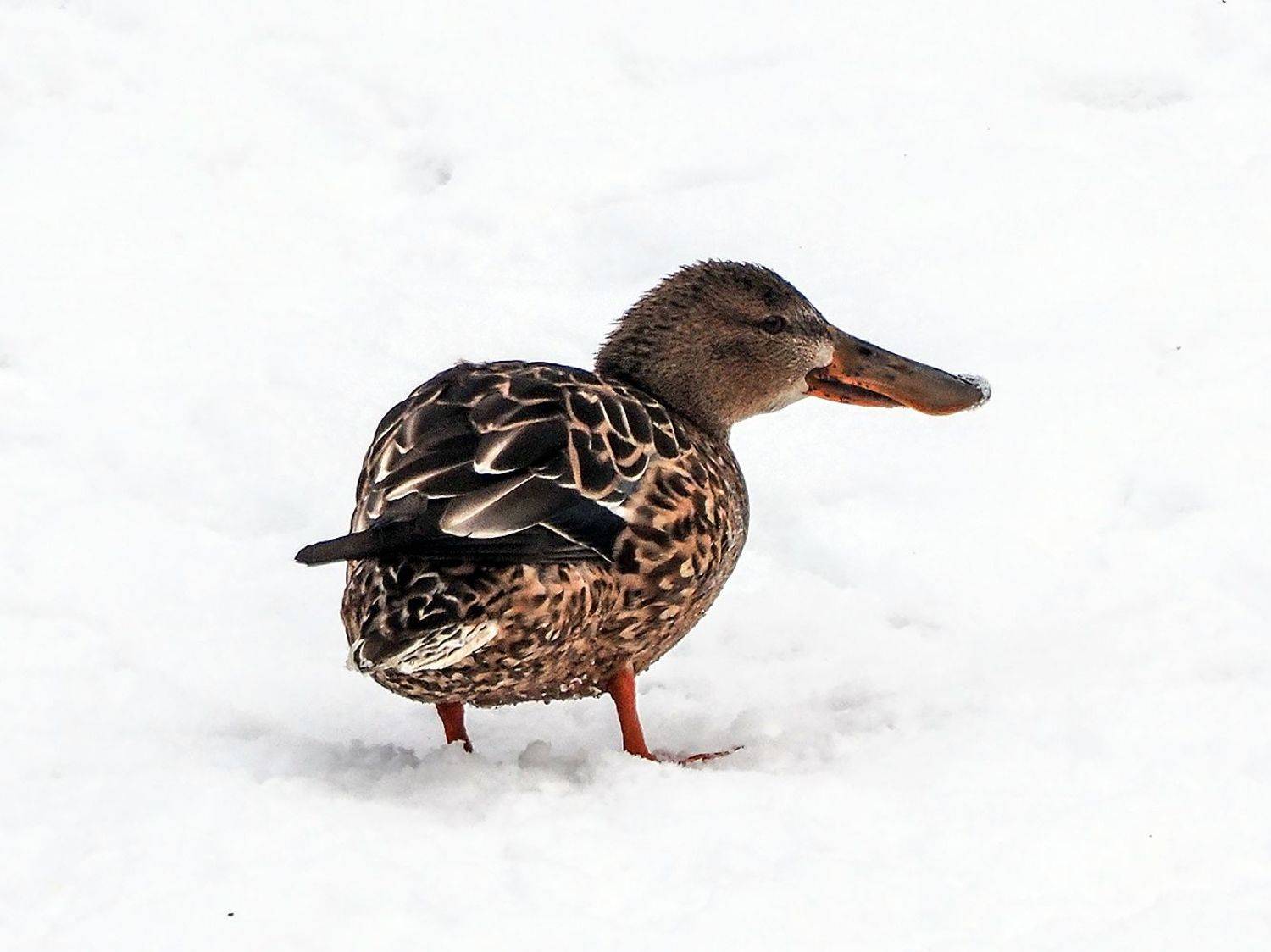 , Сергей Духанин