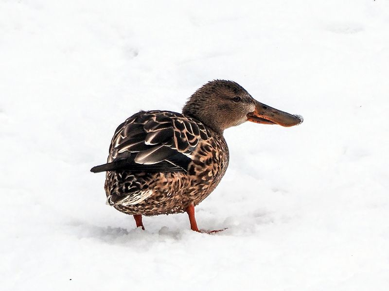 носик -курносик)) фото превью