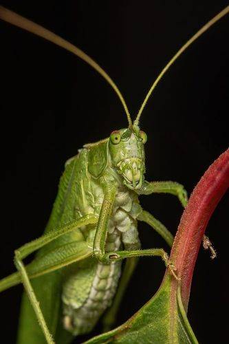 Northern bush katydid