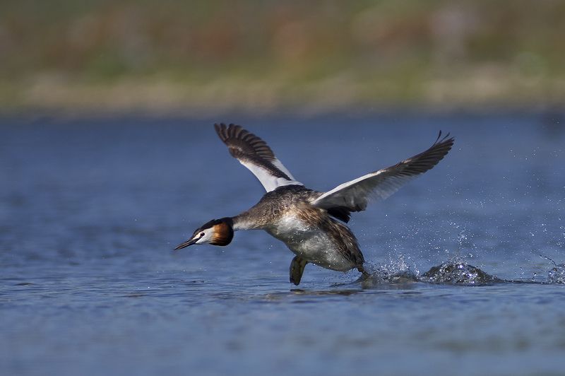 Чомга фото превью