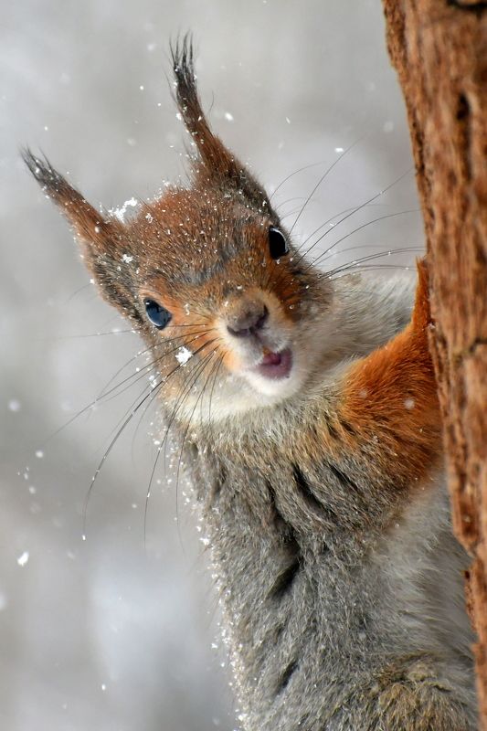 In the winter park.. фото превью